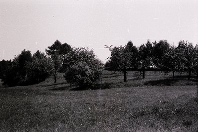 Vintage black-and-white landscape of sparse trees on gently rolling grassy terrain under clear skies. Likely mid-20th century...