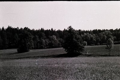 Vintage black-and-white landscape featuring a rural, open field bordered by dense forest. A lone tree stands prominently in t...