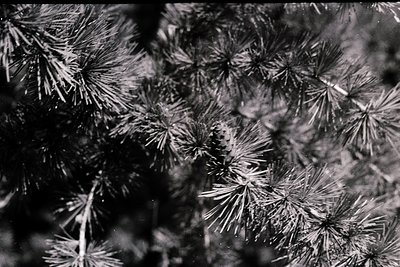 Close-up of delicate frost crystals on pine needles, captured in high contrast black-and-white. The intricate, starburst patt...