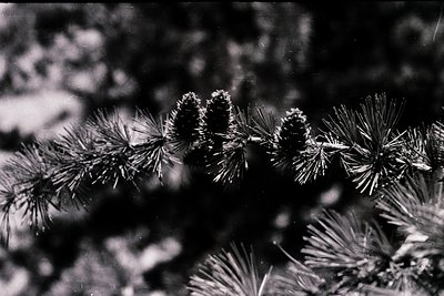 Close-up of snow-laden pine cones on evergreen branches, captured in high-contrast black-and-white. The texture of pine needl...