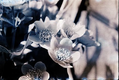 Vintage sepia-toned close-up of blooming **dahlia flowers** with layered petals and textured centers. Soft focus highlights o...