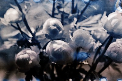Close-up of frost-covered branches with intricate ice formations resembling delicate, clustered buds. The crystalline structu...