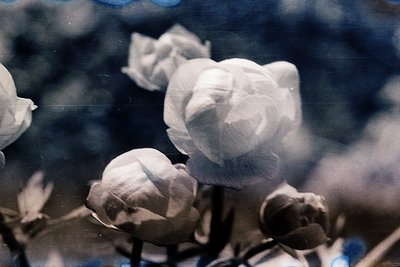 Vintage sepia-toned close-up of delicate white peonies in bud, captured with soft focus. The blurred background enhances flor...