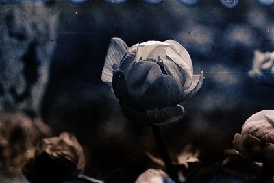 Vintage sepia-toned photo of a blooming white flower in close-up, likely a peony or camellia, with blurred greenery and folia...