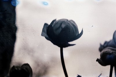 Black-and-white close-up of a single waterlily bud emerging from water, captured in soft focus. Petals appear tightly coiled,...