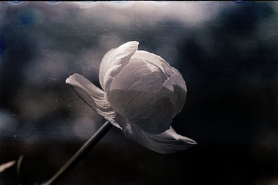 Vintage close-up of a single, partially unfurled tulip bud in soft focus, backlit for dramatic contrast. Petals exhibit delic...