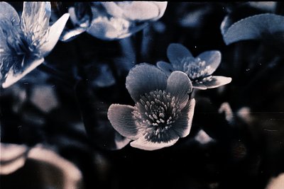 Close-up of delicate bluebell flowers in monochrome, showcasing intricate petal textures and central stamens. Likely captured...