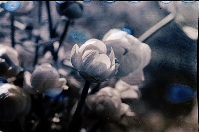 Vintage sepia-toned close-up of blooming lilies in shallow water, captured through a glass surface. Soft focus enhances delic...