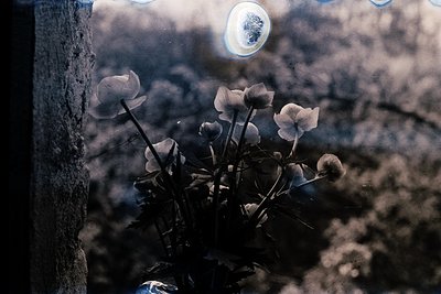 Vintage-style close-up of dried flowers framed by a rough wooden beam, captured through a circular lens flare. The sepals and...
