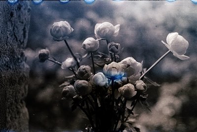 Vintage-style close-up of dried pampas grass flowers with a faded blue tint, likely from a 1970s–1990s film scan. Soft focus ...