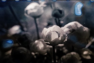 Vintage black-and-white close-up of a single water lily in bloom, surrounded by dense foliage. Soft focus highlights delicate...