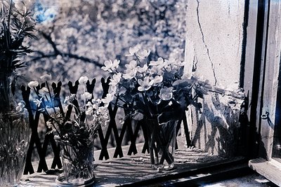 Vintage sepia-toned still life of white flowers in clear glass vases, arranged on a ledge beside a window with cracked paint....