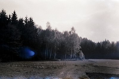 Vintage sepia-toned forest scene with leafless birch trees in a misty landscape, likely autumn/winter. Sunlight filters throu...