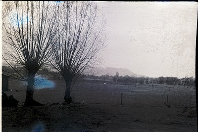 Vintage sepia-toned rural landscape featuring three leafless trees in a field, likely late winter or early spring. Faded fenc...