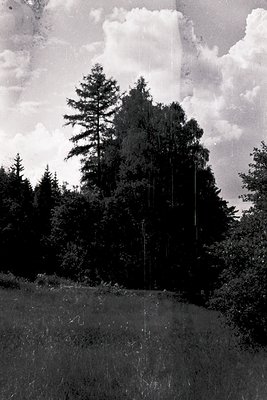 Vintage black-and-white photo of a lone coniferous tree framed by dense forest, with visible power lines descending from abov...