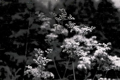 Vintage black-and-white close-up of delicate wildflower clusters, likely Queen Anne’s Lace (*Daucus carota*), backlit by sunl...