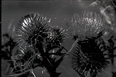 Close-up of two **sea urchins** on a rocky seabed, captured in high contrast black-and-white. Their spiny exoskeletons and de...