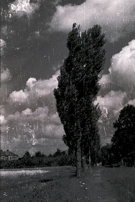 Vintage monochrome photograph of a lone, tall tree in a park-like setting during heavy rain. Distinctive vertical rain streak...