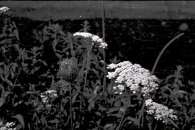 High-contrast black-and-white close-up of wildflowers and foliage backlit by sunlight, likely cow parsley or Queen Anne’s lac...