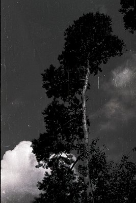 Vintage black-and-white photo of a lone pine tree silhouetted against storm clouds, rain falling sharply. Dramatic lighting h...