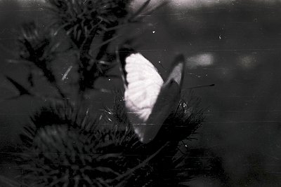 High-contrast black-and-white shot of a **white butterfly** resting on **dark foliage** in shallow water. The butterfly’s win...