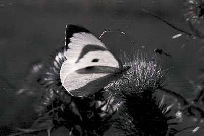 Close-up of a white butterfly perched on a textured surface, likely a leaf or petal, with delicate antennae and intricate win...