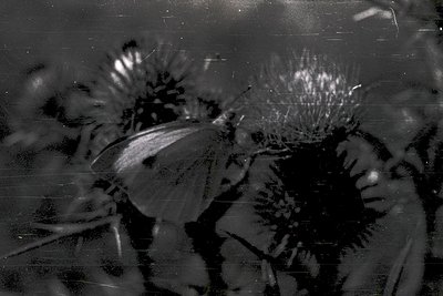 Vintage black-and-white close-up of intricate ice sculptures resembling sunflowers on a reflective surface, likely glass. Dis...
