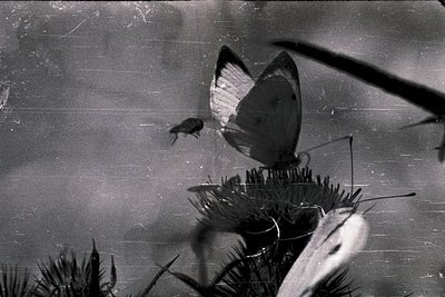 Vintage black-and-white close-up of a butterfly perched on a thistle-like plant. Lighting suggests midday sun. Distinctive wi...