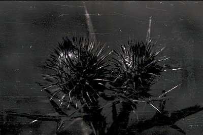 Close-up of frozen ice crystals resembling cactus-like formations on a reflective surface, likely glass. The intricate, symme...