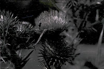 Close-up of frozen sea urchins encased in ice, likely captured during winter. The intricate, spiky structures contrast sharpl...