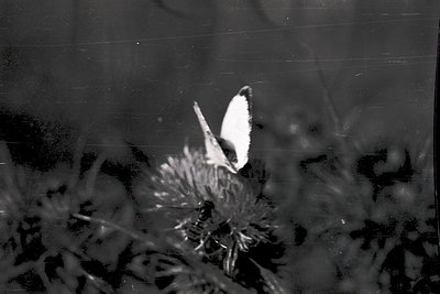 A butterfly rests on a thistle flower, captured in high-contrast black-and-white. The delicate wings contrast sharply against...