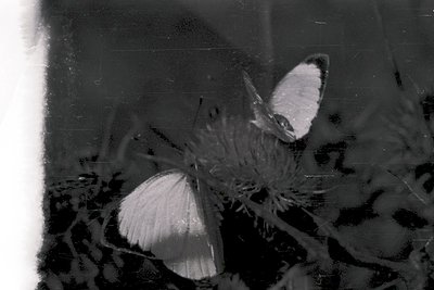 Vintage black-and-white close-up of two butterflies perched on thistle-like foliage. Soft focus and grainy texture suggest ea...