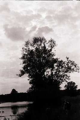 Silhouetted tree against dramatic skies over a calm body of water, likely a lake or river. Monochrome composition highlights ...