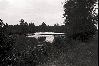 Black-and-white wetland scene with dense reeds framing a calm, reflective pond surrounded by trees. Likely early-to-mid 20th ...