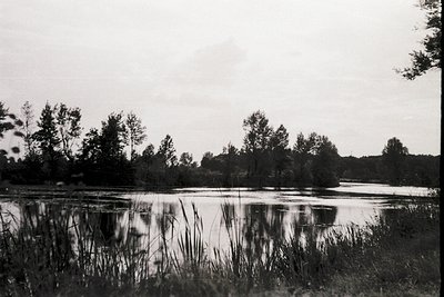 Black-and-white landscape of a serene wetland with reeds in foreground, reflecting dense forest across calm water. Overcast s...