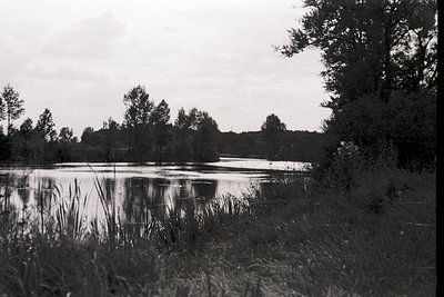 Black-and-white landscape featuring a serene pond surrounded by dense reeds and trees, framed by overgrown vegetation. Reflec...