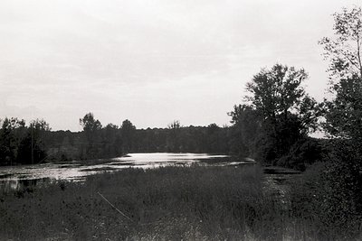 Black-and-white landscape featuring a serene wetland with shallow water, dense reeds, and distant tree line under overcast sk...