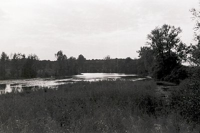 Black-and-white landscape featuring a serene, shallow lake surrounded by dense reeds and sparse trees. Distant forest line an...