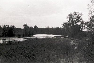 Black-and-white landscape of a shallow wetland or flooded meadow bordered by dense reeds. Distant tree line and open sky sugg...