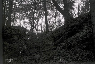 Dense forest canopy with exposed rocky slope in foreground, captured in high-contrast black-and-white. Sunlight filters throu...