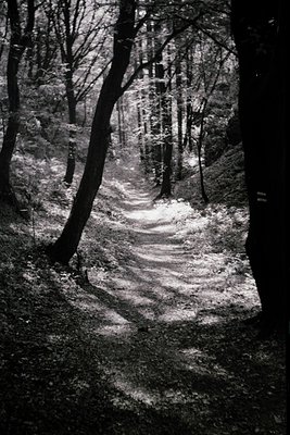 Dense forest path winding upward through rocky terrain, framed by towering trees. Monochrome composition highlights texture a...