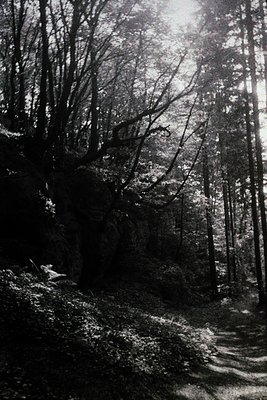 Dense forest path winding through mature conifers, bathed in dramatic sunlight filtering through branches. High-contrast blac...