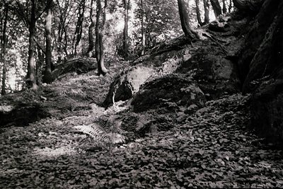 High-contrast black-and-white forest scene featuring a fallen tree trunk partially submerged in a shallow, rocky stream. Dens...