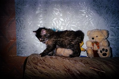 A young tabby kitten with a blue collar sits beside a worn teddy bear on a textured sofa. The scene evokes a nostalgic, indoo...