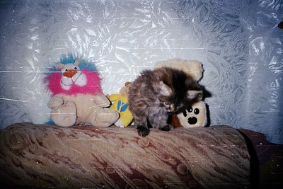 Vintage stuffed animals—pink lion with blue mane, brown bear with yellow tag, and black-and-white cat—rest on a worn, pattern...