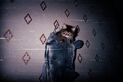 Vintage-style photo of a kitten perched atop a worn, dark leather handbag against a wallpapered backdrop of geometric snowfla...