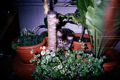 A kitten peeks from behind a rolled newspaper tube in a sunlit indoor planter arrangement. Terracotta pots hold trailing gree...