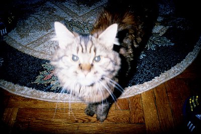 Long-haired cat peeks from under a patterned blanket on a wooden floor, framed by a vintage-style camera lens effect. Warm li...