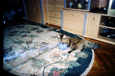 Vintage-style room featuring a tabby cat lounging on a large, floral-patterned area rug. Wooden dresser with drawers and a mi...