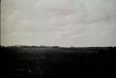 Vintage black-and-white landscape showing dense, low-lying vegetation under a cloudy sky. The horizon appears flat with minim...